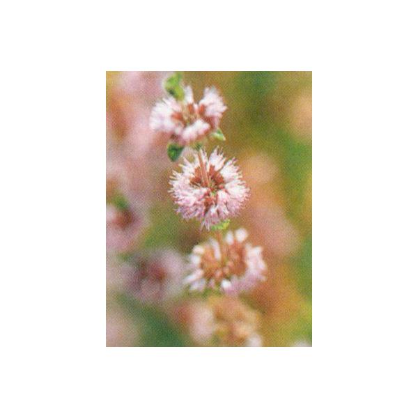 Pennyroyal Mint学名：Mentha pulegium分類：シソ科・ハッカ属/多年草別名：クリーピングペニーロイヤル背丈が低く、地を這います。小さな卵形の葉は、強い香りを出します。踏まれても大丈夫。歩道やグランドカバーに適します...