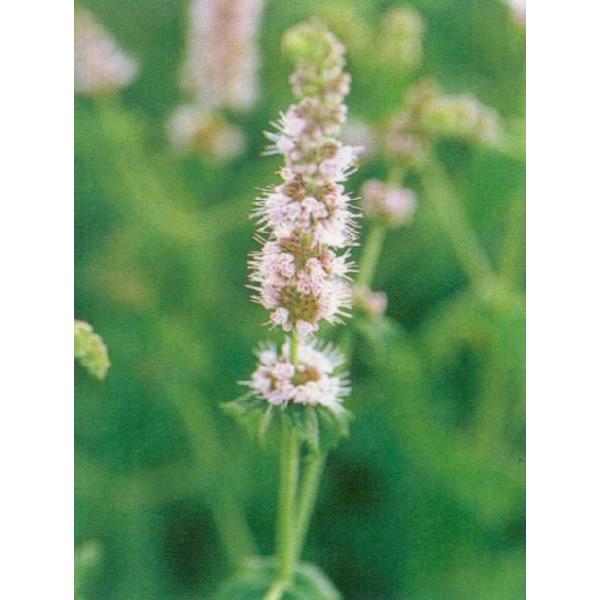 Pepper Mint学名：Mentha×piperita分類：シソ科・ハッカ属/多年草和名：オランダハッカきりりとした香りウォーターミント（Menta aquatica）スペアミントの交配から生まれました。鼻をスーッと通る清涼感のあるさわ...