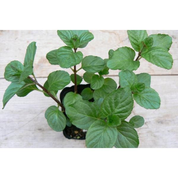 Orange Mint学名：Mentha分類：シソ科・ハッカ属/多年草花色：藤色オレンジの香りがするミントです。ハーブティーにもできサラダやジュースなどにも使うことが出来ます。半木陰を好みますが日向でも栽培できます。水はけが良く湿り気があり...