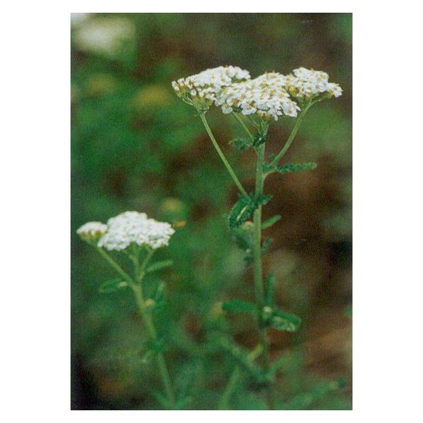 Yarrow(White)学名：Achillea millefolium分類：キク科・ノコギリソウ属/多年草別名：ミルフォイル和名：セイヨウノコギリソウ可愛らしい白いお花だけでなく、細かい切れ込みのある明るい緑色の葉も魅力的です。蜜ろうと共...