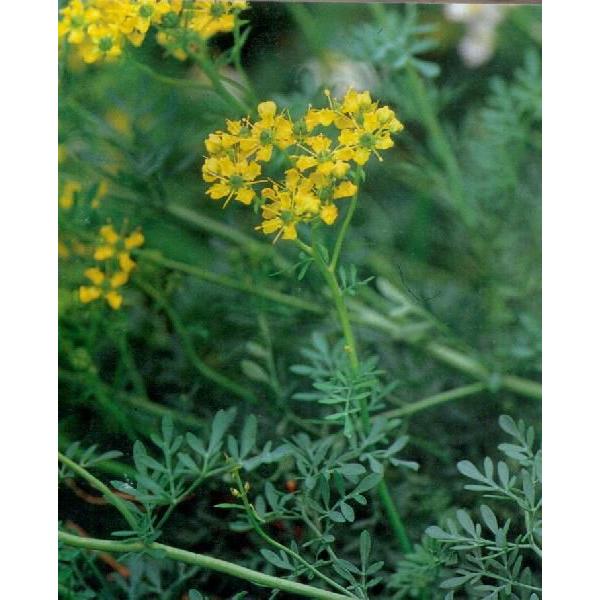 Rue学名：Ruta graveolens分類：ミカン科・ヘンルーダ属/常緑多年草別名：ハーブオブグレイス和名：ヘンルーダ茎は群がるように何本も生えて、高さ50〜100cm。葉にシネオールなどの精油分を含み、強い香りがある。園芸品種には葉が...