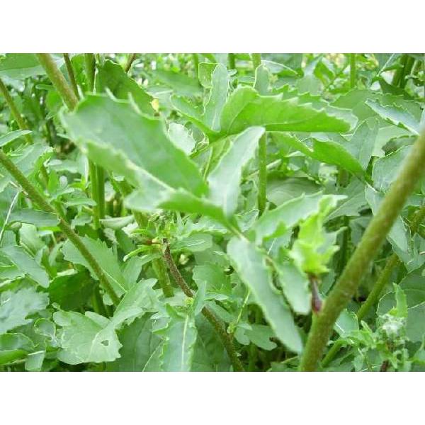 Rocket学名：Eruca vesicaria subsp.sativa分類：アブラナ科・キバナスズシロ属/一年草和名：キバナスズシロ身体を中からも外からも、美しくきれいにしてくれる柔らかい緑は、鉢でも有てられ、葉っぱを摘んで食べれば、都...