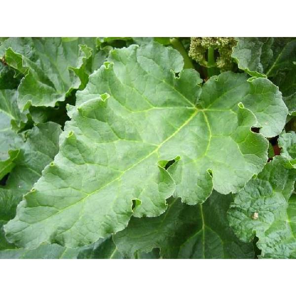 Rhubarb学名：Rheum rhabarbarum分類：タデ科・ダイオウ属/多年草別名：スイートラウンドリーブドドック和名：ショクヨウダイオウ葉柄には酸味と香りがあり（軟化すると酸味が少ない）、ジャム、砂糖漬け、パイなどにする。（栽培ボ...