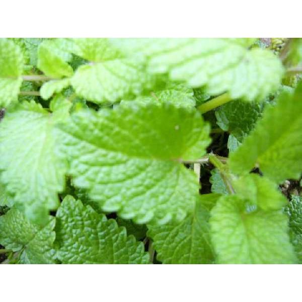 Lemon Balm学名：Melissa officinalis分類：シソ科・セイヨウヤマハッカ属/多年草別名：メリッサ和名：セイヨウヤマハッカ葉のハープティーは、おいしいだけでなく、記憶を高め、リラックスさせてくれますから、受験生にお勧め...