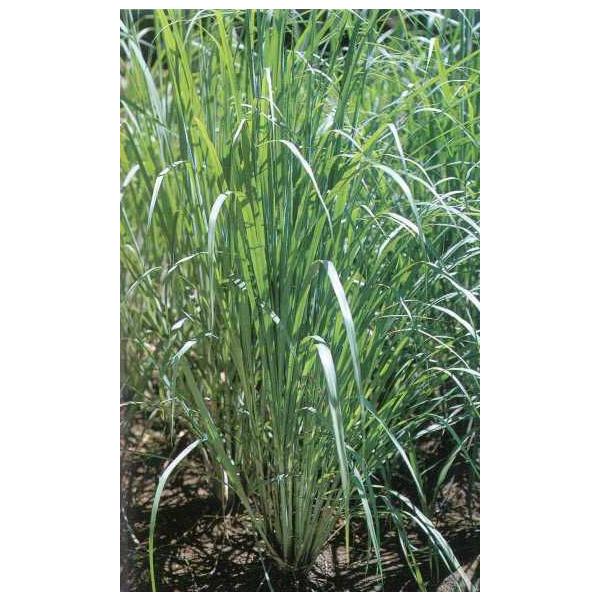 Lemon Grass学名：Cymbopogon citratus分類：イネ科・オガルカヤ属/多年草別名：オイルグラス気候が合えば、ぐんぐんと伸びます。太くてたくましい葉の香気は元気がでます。水差しやポットにこの葉を入れて、この香りを水にゆ...