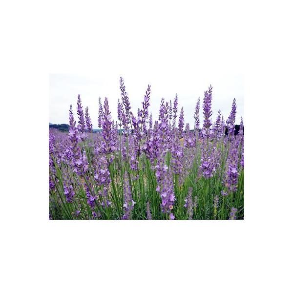 Lavandula ×intermedia 'Arabian Night'花穂の先が細くなる。ややコンパクトな株になるタイプ。イングリッシュ系ラベンダーとスパイク系ラベンダーの交雑種のラバンディン系。ラバンディンは寒さや暑さに強く、関東以南...