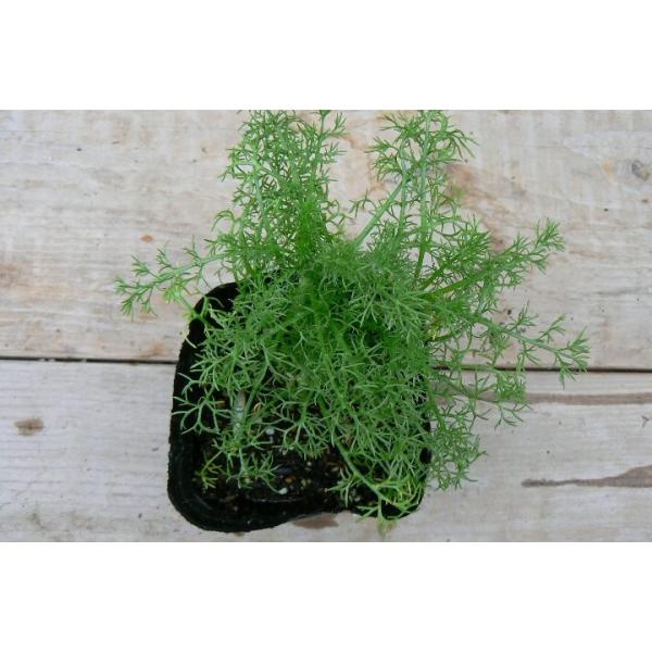 Chamomile　Double Flower学名：Chmomilla nobile'Flore Pleno'科名：キク科カモマイル属　多年草花色：白ローマンカモミールの変種で八重咲きの白い花を咲かせます。八重咲きのダブルフラワーは一重のロ...