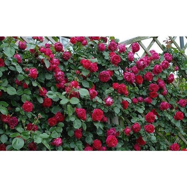 ルージュ ピエール ドゥ ロンサール バラ苗 つるバラ 大苗 Buyee Buyee Japanese Proxy Service Buy From Japan Bot Online