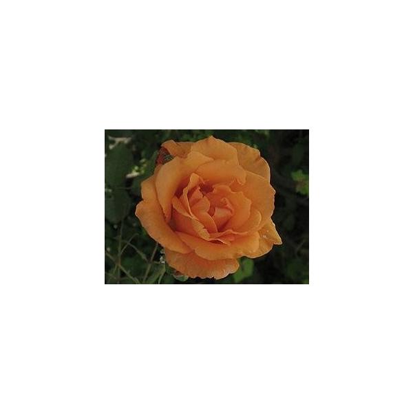 WXgEW[CiocFlG炫֌nj@o̓a@c