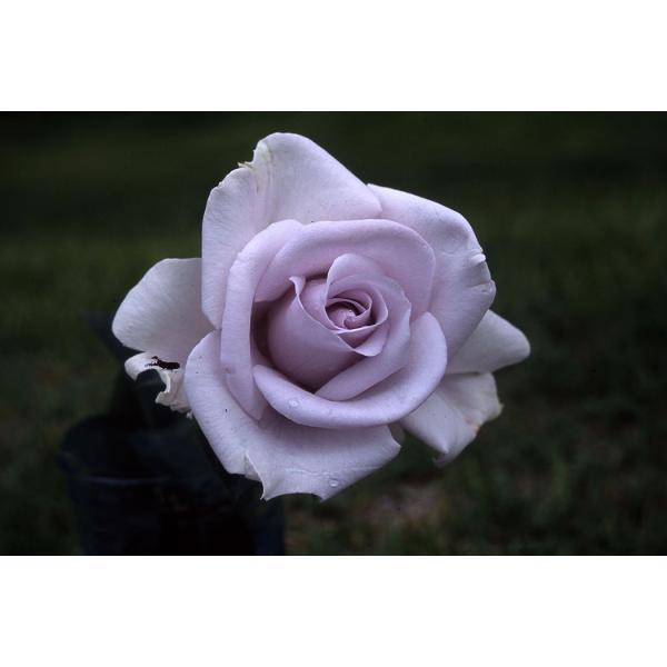 Blue薔薇様のorderのお品です。 楽天市場】予約販売 バラ苗 バラ大苗 ロサ オリエンティス