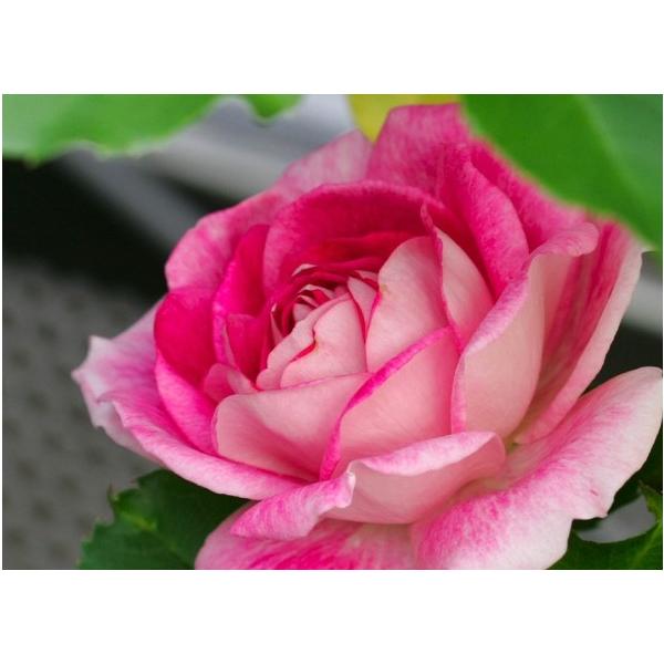 uAgsNEACXo[OiocFlG炫֖[炫nj@c\