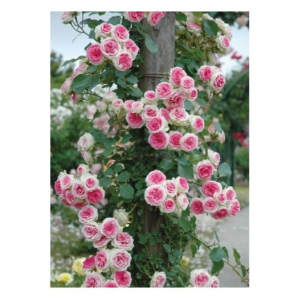 つるミミエデン(バラ苗:つるバラ) 大苗予約 《契約品種》 : 大神