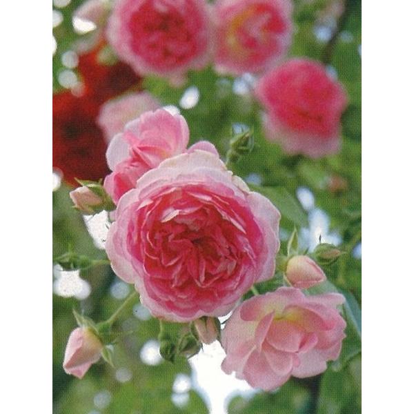 ジャスミーナ バラ苗 つるバラ 大苗予約 Buyee Servicio De Proxy Japones Buyee Compra En Japon