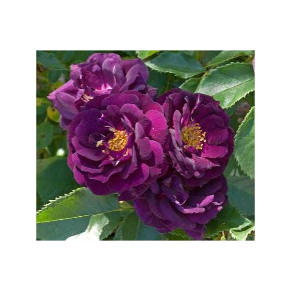 ミッドナイト ブルー バラ苗 四季咲き大輪系 大苗のレビュー クチコミとして参考になる投稿1枚 Roomclip Item