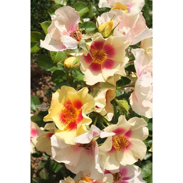 アイ・オブ・ザ・タイガー（バラ苗：シュラブ） 大苗 《契約品種