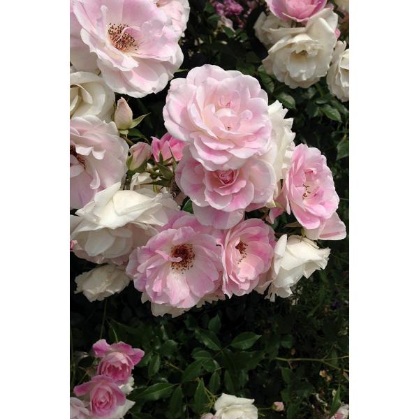 ubVOEACXo[OiocFT[Yj@c\@s_it