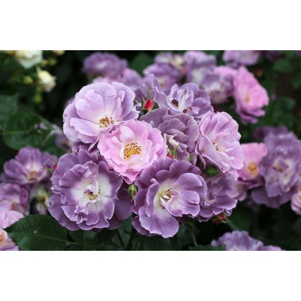 u[EtH[E[iocFlG炫֖[炫j@c\@s_it