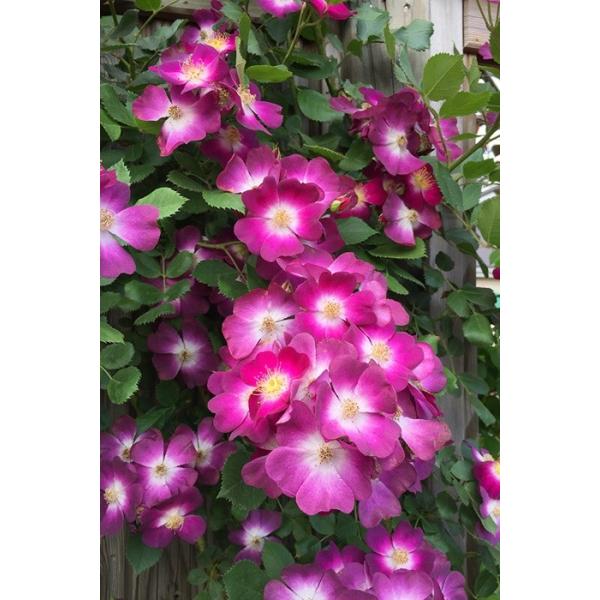 ptFE^[iocF[Wt[hNC}[j@o@@c\@s_it