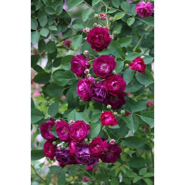 AC@z[iocFNC~O~j`Aj@o@@c\@s_it