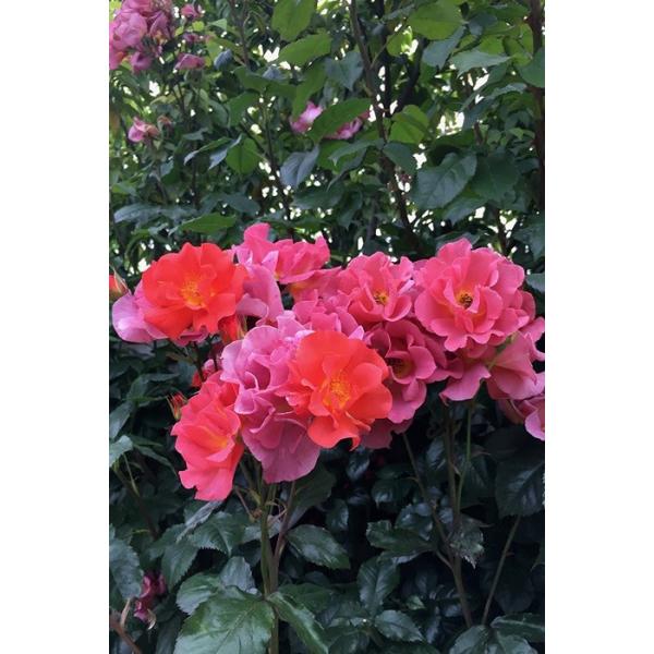 WEGh[fBAEfBiocFlG炫֖[炫j@c\@s_it