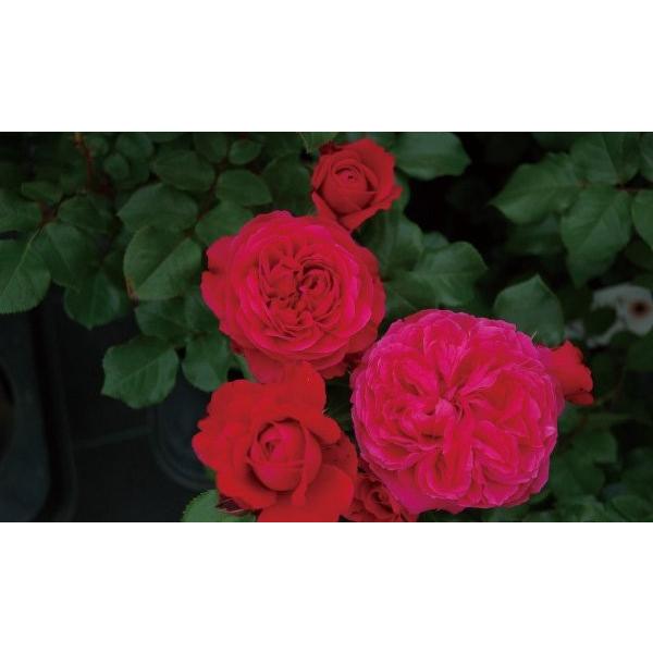 パシフィックレッドダイド 専用苗 パシフィックレッドダイド 専用苗 よつあみ PEライン XBRAID UPGRADE