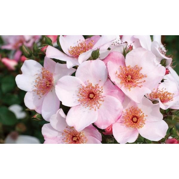 sNETN[iiocFCioj@c\@s_ѐYȁ@o^it