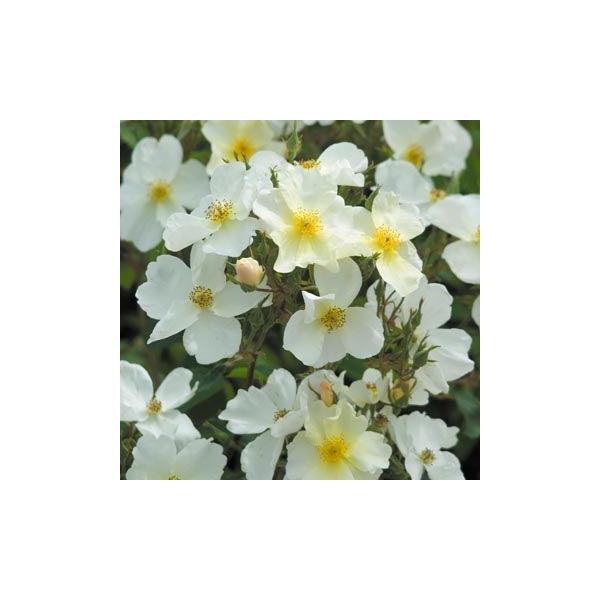 L[EK[fiAusfencejiocFCObV[Yj@c@s_ѐYȁ@o^it