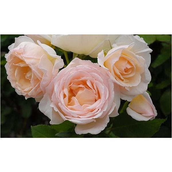 苗 バラ苗 薫乃の人気商品 通販 価格比較 価格 Com