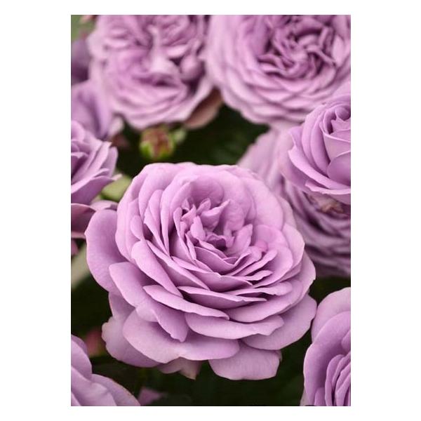 �J�C���_�E�u���[�i�o���c�F�l�G�炫��֌n�j�@��c�\��@�s�_�ѐ��Y�ȁ@�o�^�i��t