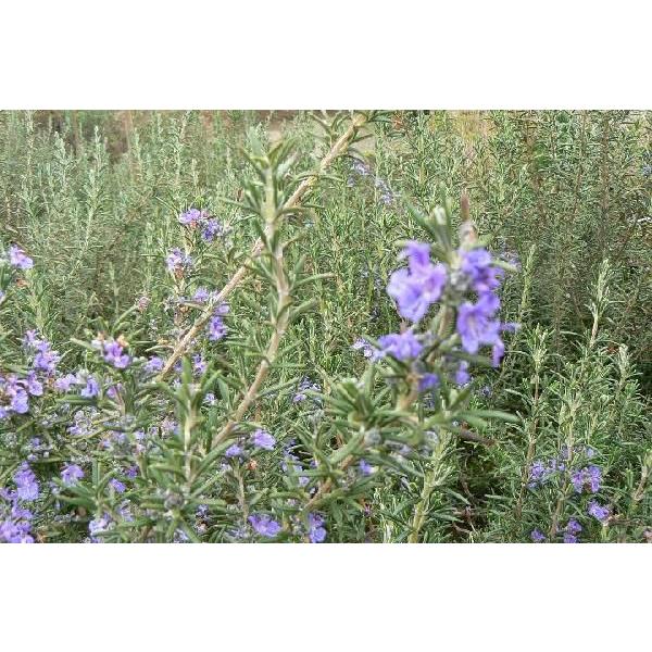 Rosmarinus officinalis’Mozart blue’立ち上がりながら横に伸びる匍匐性〜半匍匐性の品種です。匍匐性〜半匍匐性のローズマリーで、最も濃い紫花。大きめな鉢やハンギングのバスケットで栽培すると開花時に見事です。弱耐...