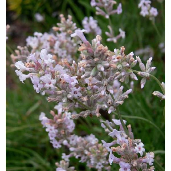 ラベンダー ナナロゼア イングリッシュ系 ハーブ苗 大神ファームyahoo 店 通販 Yahoo ショッピング