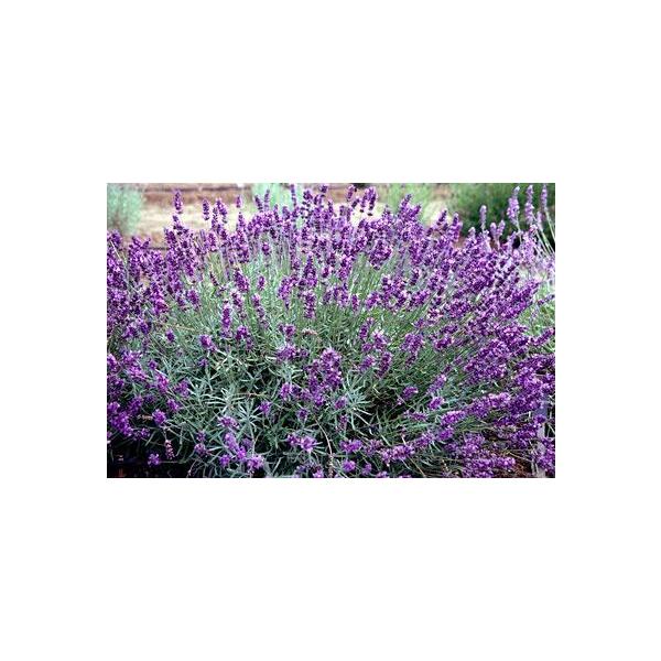 ラベンダー インペリアムジェム イングリッシュ系 ハーブ苗 Buyee Buyee 提供一站式最全面最專業現地yahoo Japan拍賣代bid代拍代購服務 Bot Online