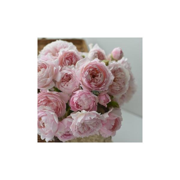 �V���N���i�o���c�F�͖{�o�����j�@��c�\��@�s�_�ѐ��Y�ȁ@�o�^�i��t