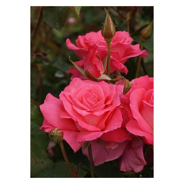芳純（バラ苗：四季咲き大輪系） 大苗 : 大神ファームYahoo!店 - 通販