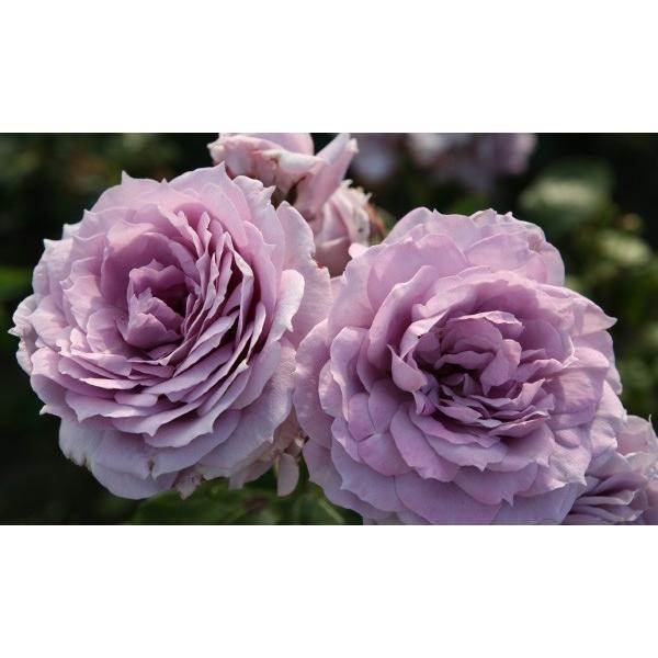 ノヴァーリス（バラ苗：四季咲き中輪房咲き系） 大苗 《農林水産省