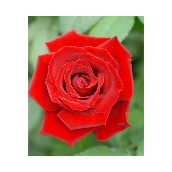 xTĈ΂iocFlG炫֌nj@c\@s_ѐYȁ@o^it