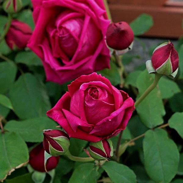 お姫様！現品、つる薔薇の苗※デトロイター➕️肥料 お姫様！現品、つる薔薇の苗※デトロイター➕️肥料 - メルカリ