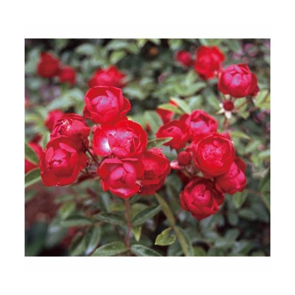 紅玉(バラ苗:つるバラ) 大苗予約 《契約品種》 : 大神ファームYahoo!店