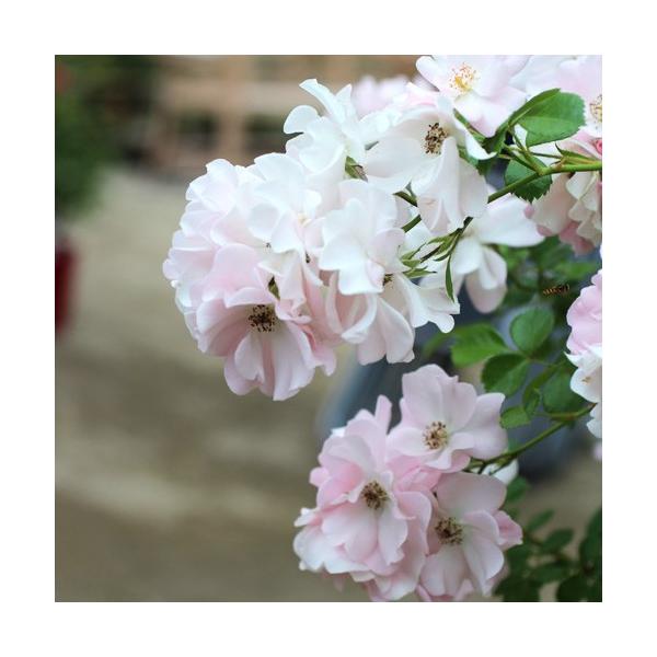 (炵)(oc:o)@ c\@s_it