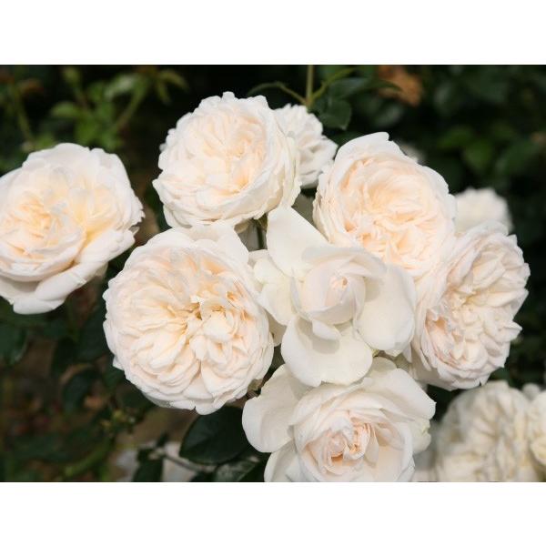 T}[E[Y(oc:o)@c\@s_ѐYȁ@o^it