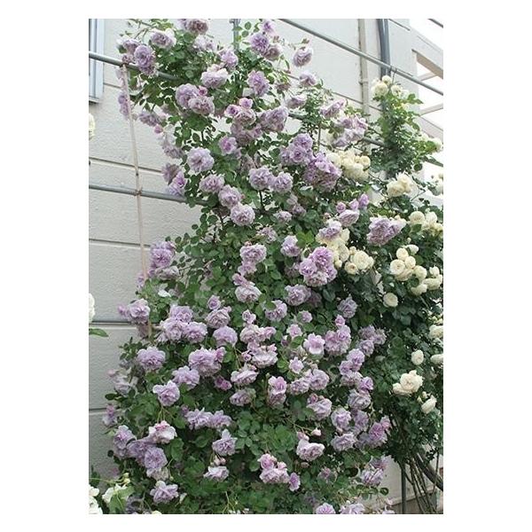 Cj[u[(oc:o)@c\@s_ѐYȁ@o^itPVP