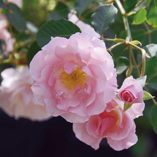 苗 つるバラ ピンクの人気商品 通販 価格比較 価格 Com