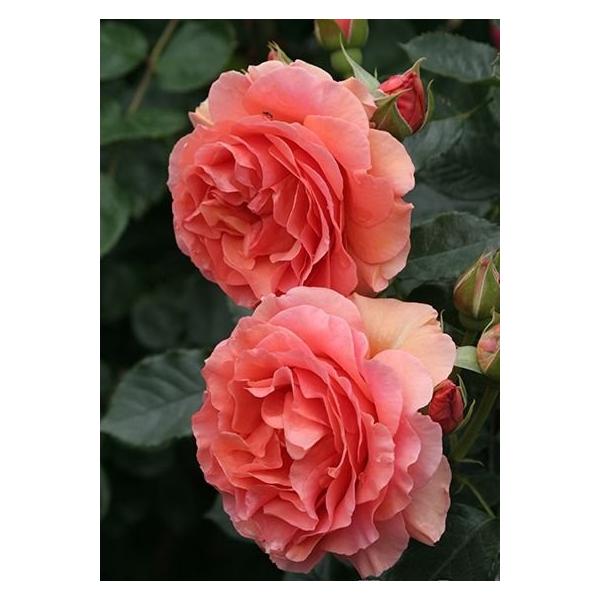 杏奈 あんな バラ苗 四季咲き中輪房咲き系 大苗予約 大神ファームyahoo 店 通販 Yahoo ショッピング