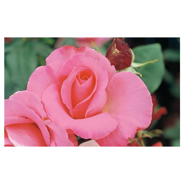 ogafarm_10001031