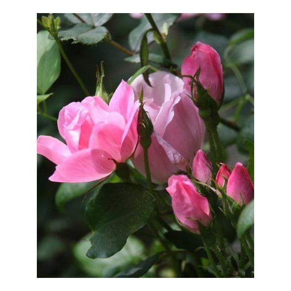 �u���b�V���O�E�m�b�N�E�A�E�g�i�o���c�F�l�G�炫���֖[�炫�n�j�@��c�\��@�s�_�ѐ��Y�ȁ@�o�^�i��t