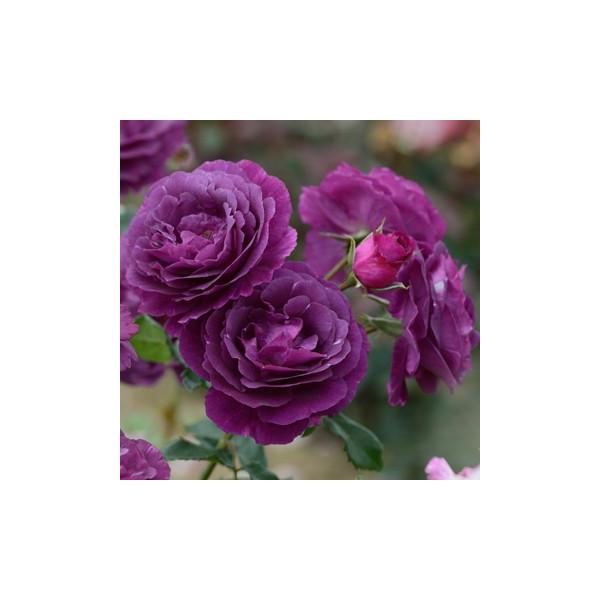 ミステリューズ（バラ苗：ドリュ） 大苗 《農林水産省 登録品種