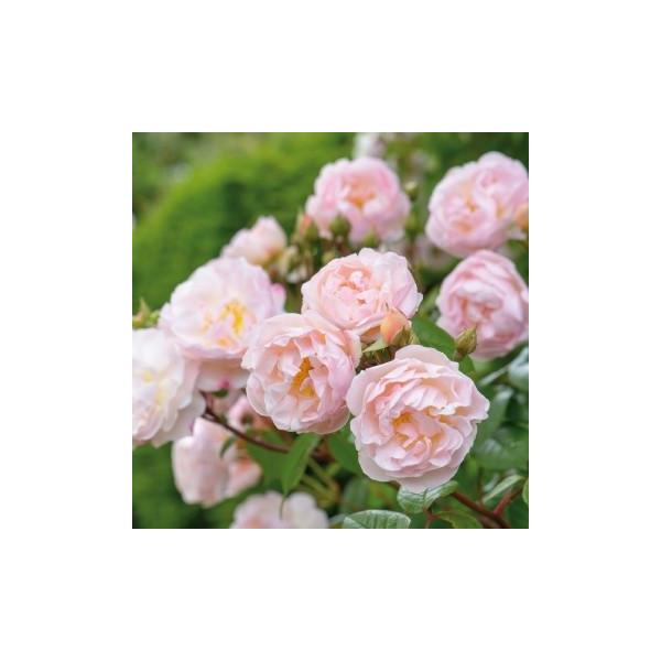ザ・レディ・オブ・ザ・レイク（Ausherbert）（バラ苗：イングリッシュローズ） 大苗予約 《農林水産省 登録品種》