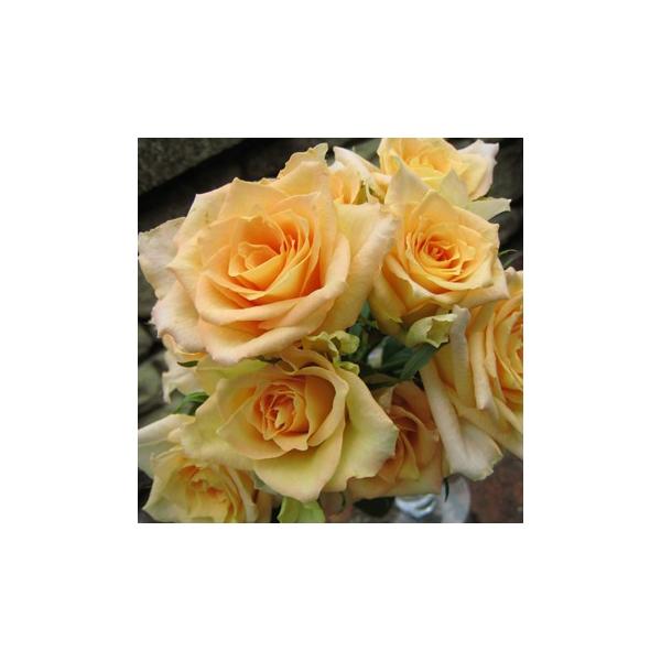 EGiocF͖{oj@c@s_ѐYȁ@o^it