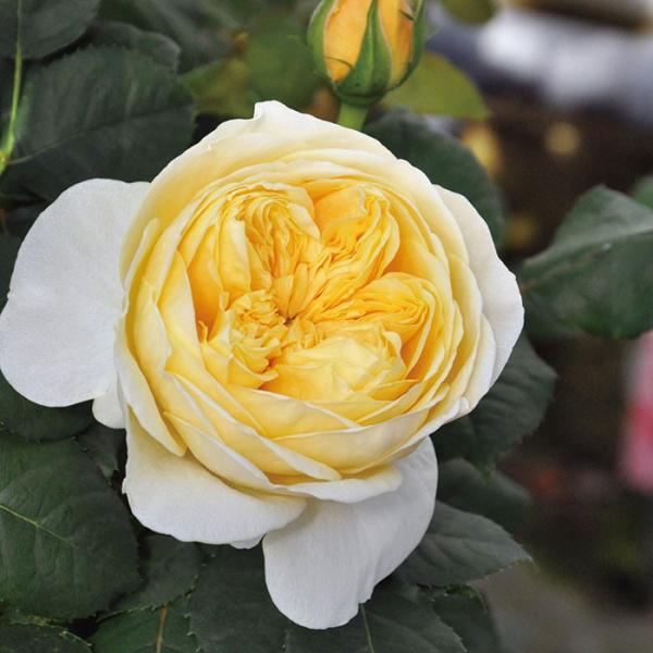 WkE_NiocFXybNE[[j@c\@s_ѐYȁ@o^it