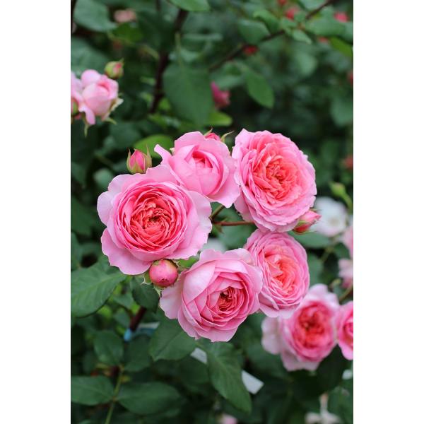 アマンディーン・シャネル(バラ苗：ギヨー社・フランス） 大苗 《契約